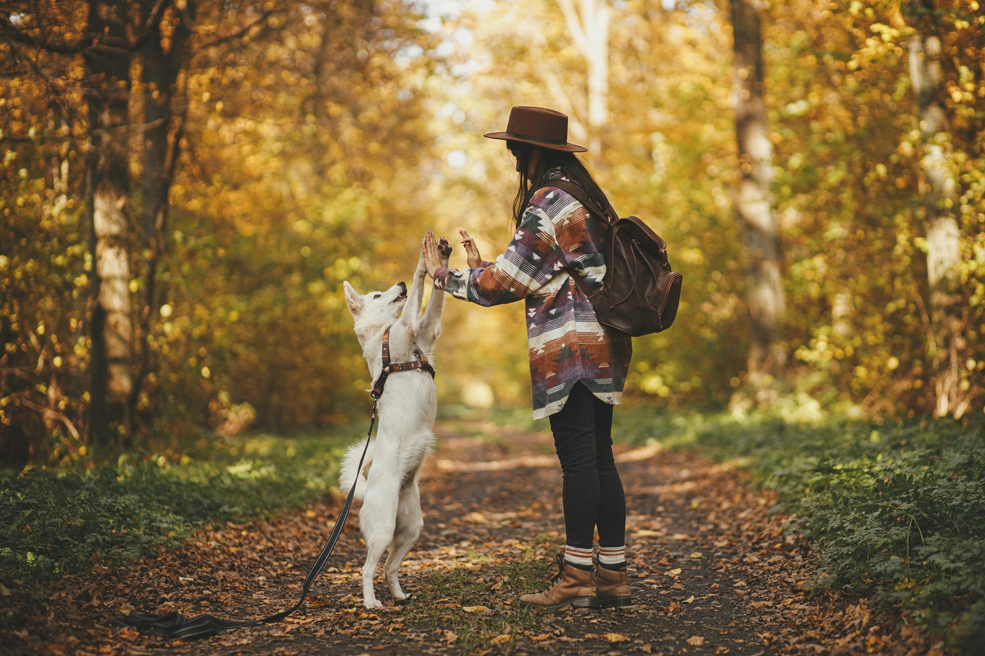 Traveling With Your Pets