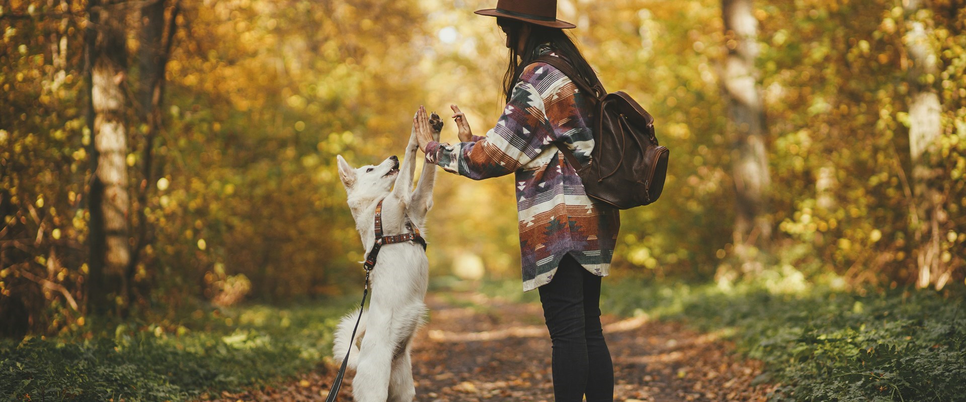 Traveling With Your Pets