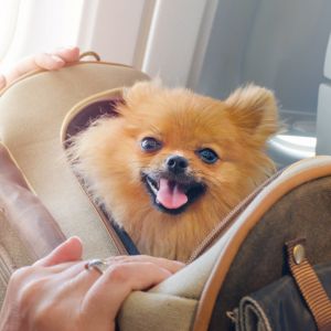 New CDC travel regulations for dog owners