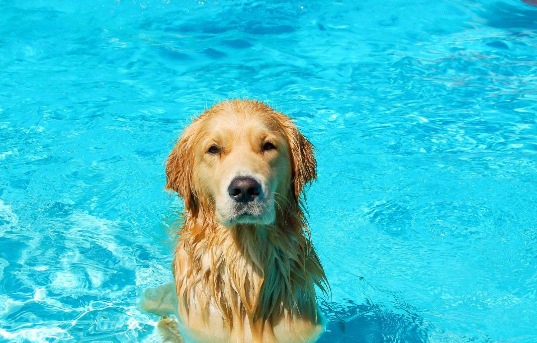 Keep Pets Safe and Cool – Pet Traveling Precautions or Guidelines to Share with Your Pet Caretaker
