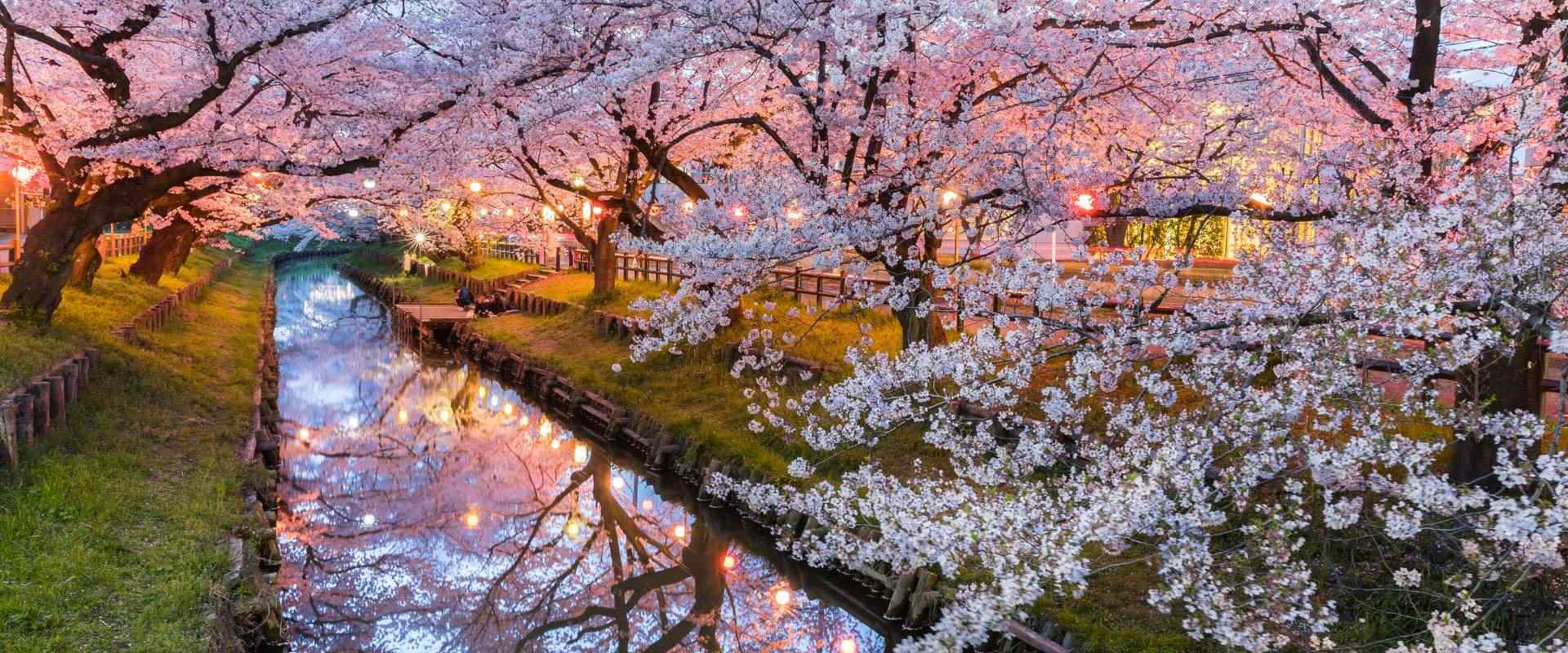 Cherry Blossoms in Japan