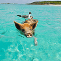 swim with pigs in the Bahamas